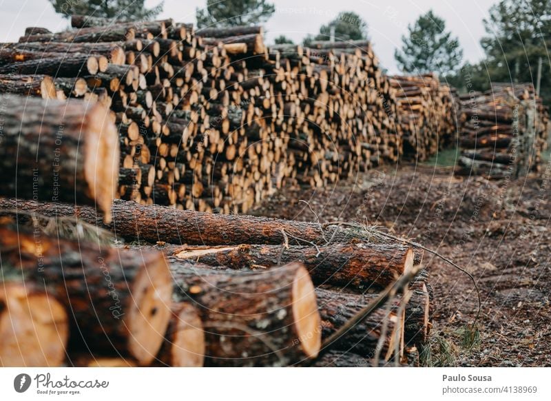 Pile of pine wood pile Pine Wood lumber Industry timber tree forest trunk log nature natural stack industry woodpile cut material forestry stacked firewood