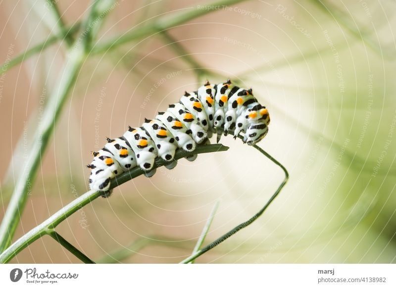 Illusion | Eating makes you fat and fatty. This caterpillar will one day become a beautiful swallowtail! Swallowtail Caterpillar Papilio machaon Wild animal