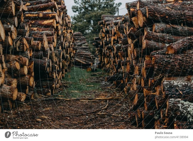 Pile of pine wood pile Pine lumber timber tree forest natural wooden log background trunk material nature woodpile Nature cut stack environment Tree industry