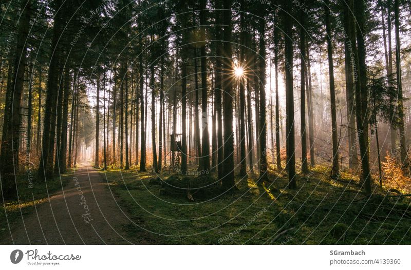 Sunrise in forest with sun rays in light mist Nature Landscape Forest Clearing Environment Exterior shot Sunlight Beautiful weather Lanes & trails Deserted