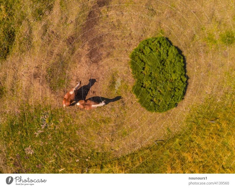 Aerial view of two Haflingers on the pasture Animal animal world Pet Farm animal horses Colour photo Exterior shot Willow tree Grass Horse Summer Brown Green