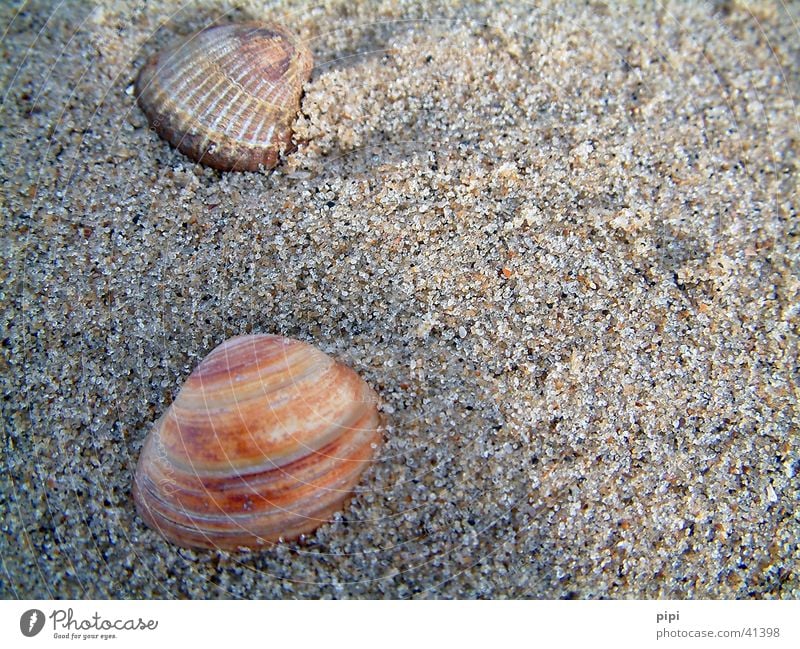 shell_II Beach Netherlands Multicoloured Ocean Sand Water