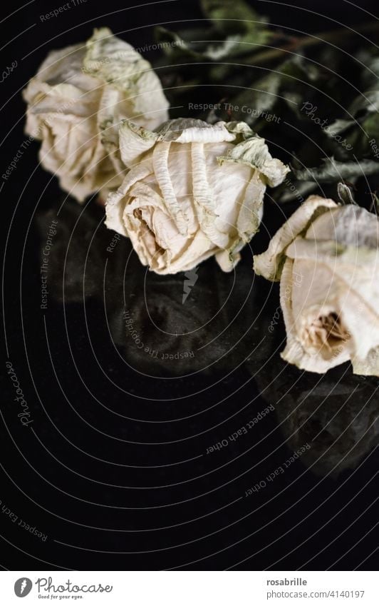 the | illusion | of eternal beauty - withered white roses pink Transience Beauty & Beauty formerly then over Past Old aged loss Grief Shriveled Dried flowers