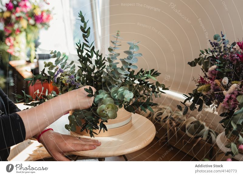 Florist creating composition with succulents floristry woman compose arrange plant pot work decor decorative female professional ceramic occupation flora flower