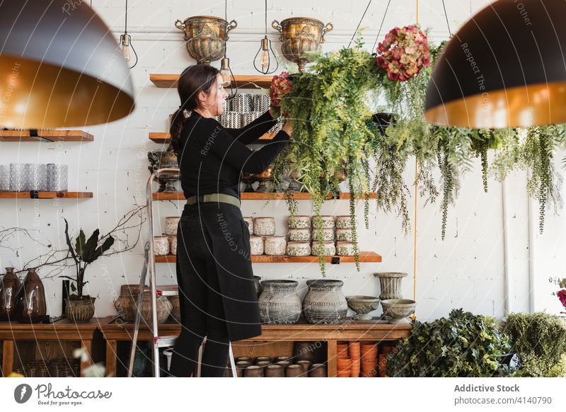 Woman arranging green hanging plants in salon floristry woman arrange designer decorative creative creepers work ladder female occupation professional workplace