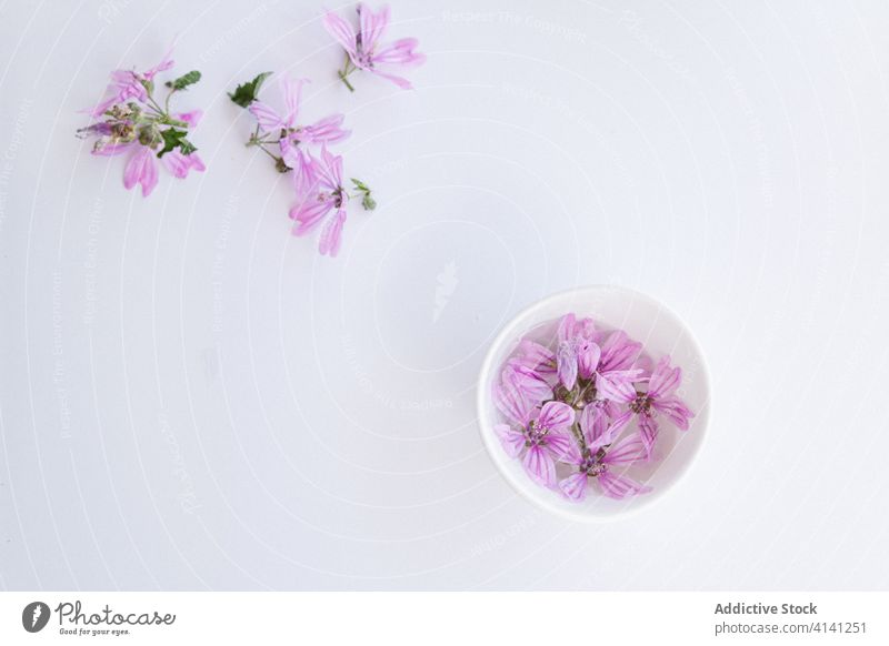 Mallow flowers in bowls on table mallow blossom bud bloom natural violet creative romantic tender water studio plant fresh floral organic composition