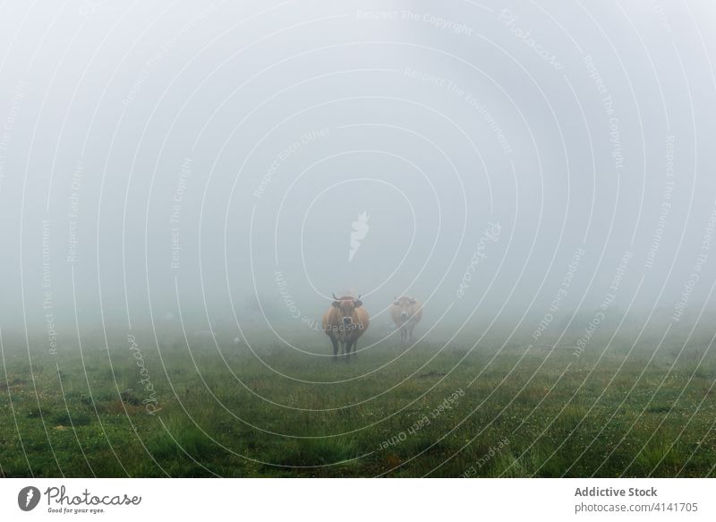 Herd of cows hiding in fog while grazing on meadow herd bull graze grass field countryside mist hide nature rural pasture green weather animal mammal farm