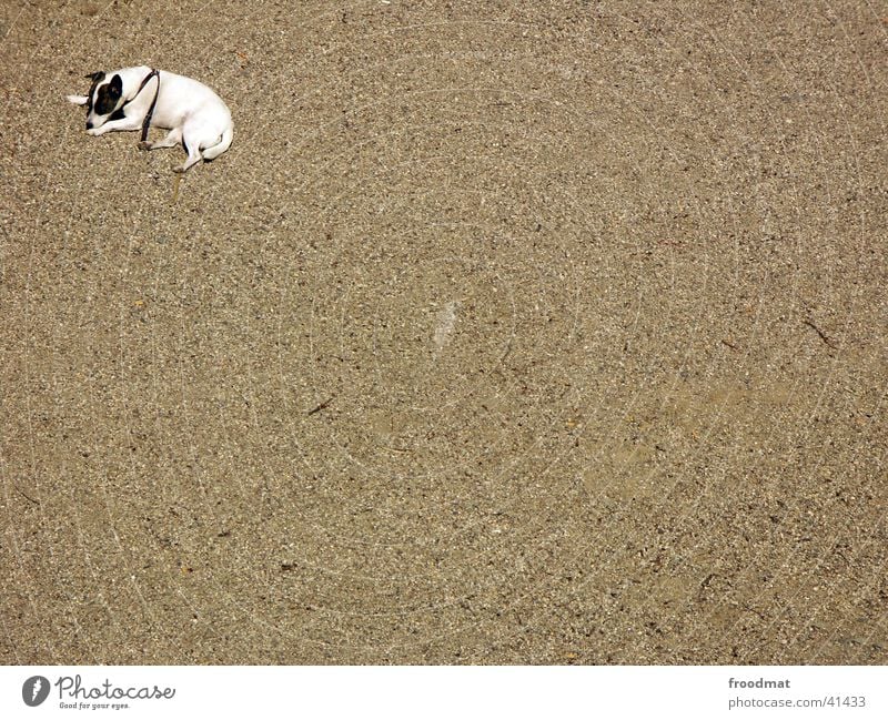 corner dog Dog Pebble Loneliness Fatigue Bird's-eye view Sand Empty Corner Lie Gravel Street dog