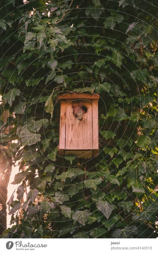 The squirrel has converted the nesting box into his new home and enjoys the view from the entrance hole. Squirrel House (Residential Structure) housing shortage