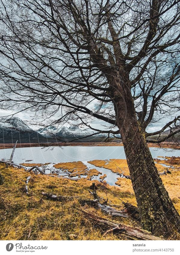 large tree leaning over the lagoon outdoor landscape nature natural water lake Lagoon mountains Winter