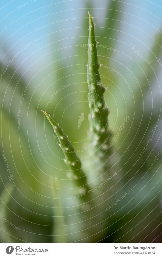 Aloe humilis from South Africa succulent Rosette Plant Grass Trees blurriness shallow depth of field Affodilidae
