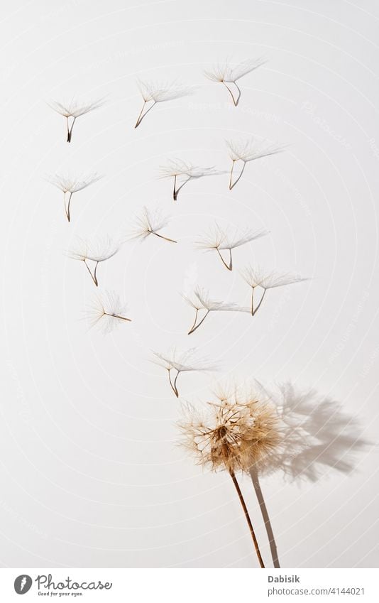 Flying dandelion petals on white background flower fly fluffy summer art beautiful beauty abstract biology blossom blow blowing botany decoration flora floral