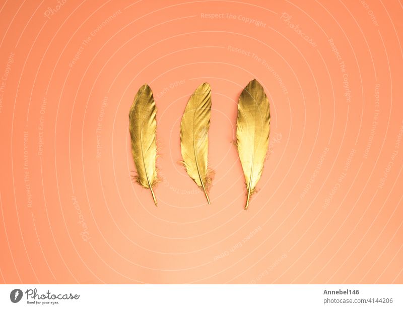 Set of luxury gold shiny feathers on orange peach background top view modern design with copy space, decorative fantasy bird beauty abstract frame border