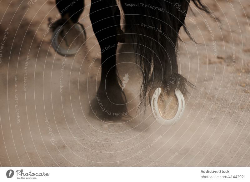 Metal horseshoes on hooves of purebred stallion hoof metal sandy terrain walk equine paddock warm blooded animal mammal bloodstock tranquil harmony stroll