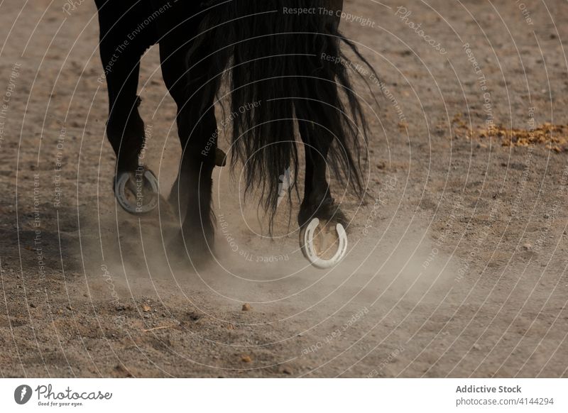 Metal horseshoes on hooves of purebred stallion hoof metal sandy terrain walk equine paddock warm blooded animal mammal bloodstock tranquil harmony stroll