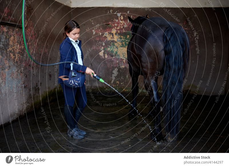 Little jockey washing hooves of horse from hose in stable hoof equine mammal animal water flow bloodstock purebred thoughtful tranquil concrete wall blue rider