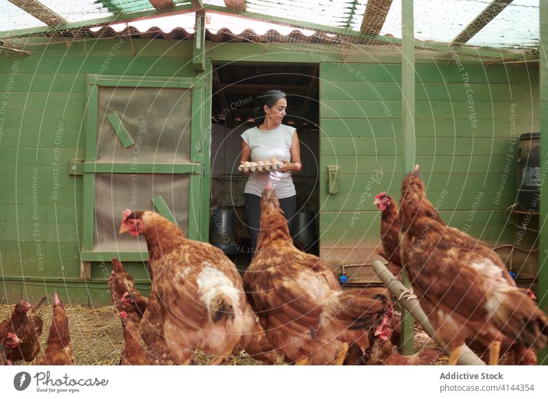 Woman in chicken coop in countryside hen house eggs woman farmer care bird barn collect female rural animal village stand domestic work ranch farmland lady