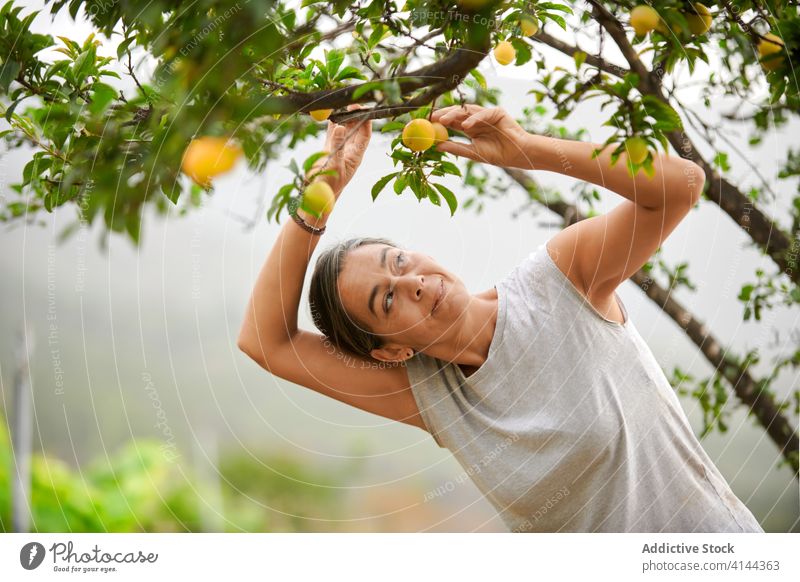 Female farmer picking fruits from tree woman collect harvest mirabelle plum senior garden female nature plant farmland green growth agriculture fresh work