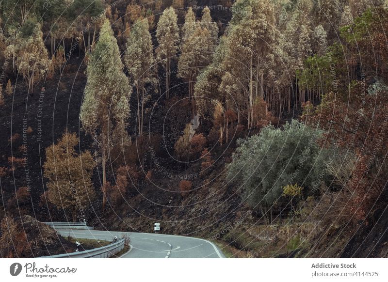Mountain road in dry forest burn nature lifeless mountain tree destruct landscape disaster sunny ecology woodland amazing scenic peaceful daytime charred