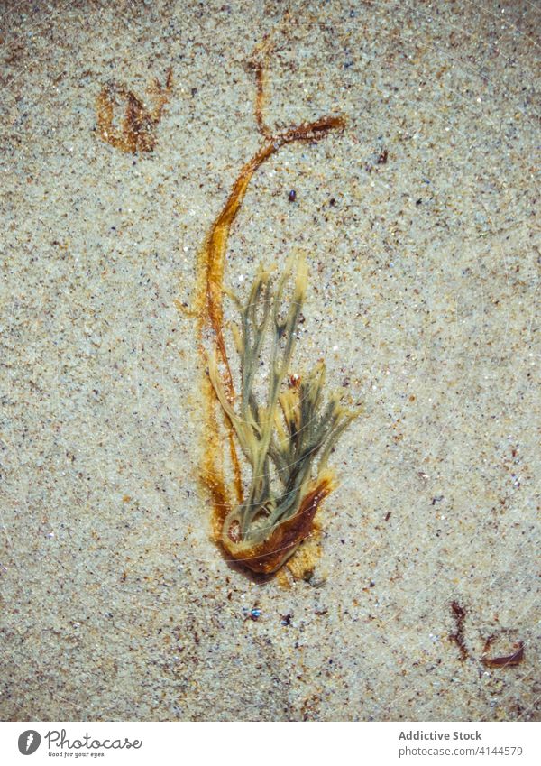 Small brown alga on sandy beach seaweed padina pavonica small curly seashore plant frond flat thin delicate kelp coastline seaside calm tranquil beautiful