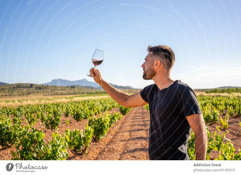 Winemaker checking quality of red wine in glass on vineyard winemaker plantation arm raised focus viticulture production workspace vinaceous industrial worker