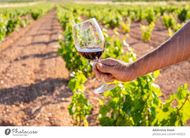 Hands holding a glass of wine in a vineyard plantation red wine viticulture workspace vinaceous industrial alcohol grapevine factory process professional