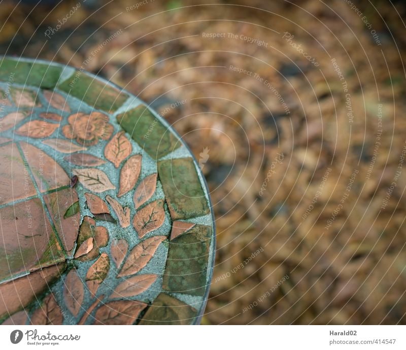 Autumn - Detail Garden Moody Leaf foliage Green Brown Table Colour photo Subdued colour Exterior shot Shallow depth of field Bird's-eye view
