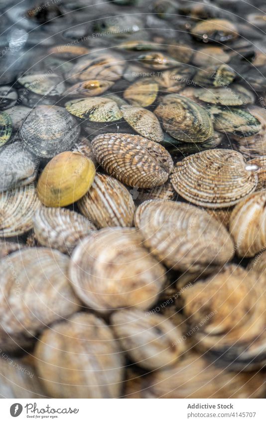 Raw cockles in water in market fresh raw seafood pile bazaar local seashell heap natural stall healthy many stack organic nutrition exotic product tasty