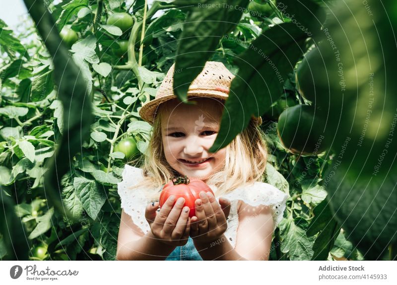 Cute girl showing big red tomato in greenhouse bush horticulture smile organic overgrown unripe harmony idyllic gardening squat peace child straw hat bright