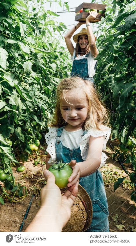 Faceless person passing green tomato to little girl in greenhouse parent box harvest horticulture harmony tree together bush mother daughter lush unripe organic