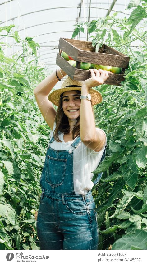 Cheerful female gardener carrying box with different tomatoes in greenhouse horticulturist assorted tree horticulture overgrown cheerful positive idyllic