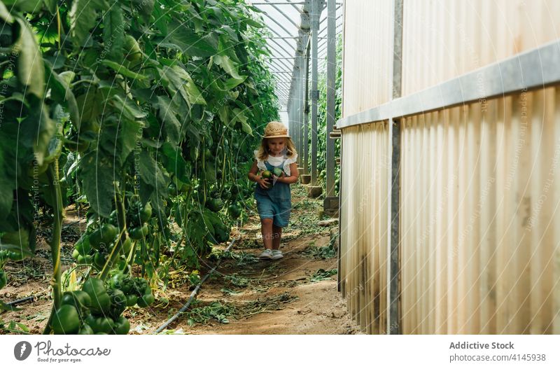 Adorable girl walking near tomato trees in greenhouse carry nature unripe horticulture fence harmony organic idyllic gardening peace child bright growth quiet