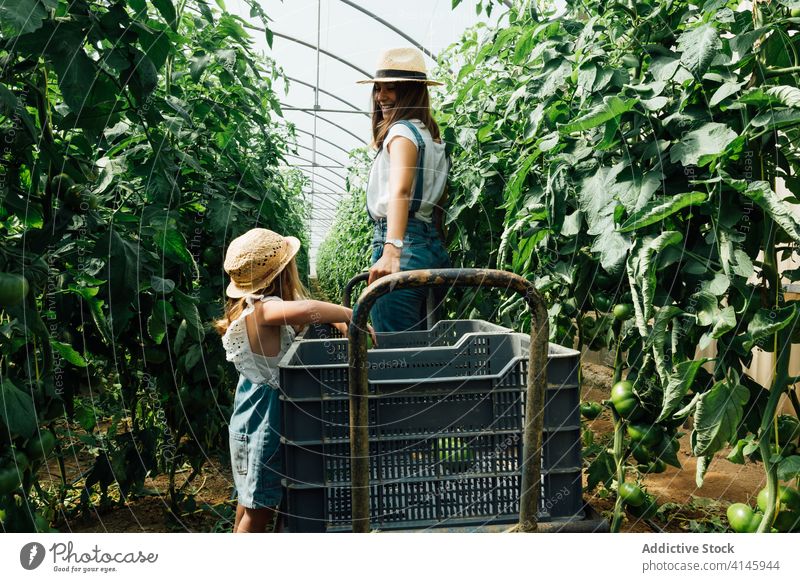 Mother with daughter carrying wheelbarrow near tomato trees in greenhouse mother horticulture smile lush unripe harmony organic idyllic cheerful gardening peace