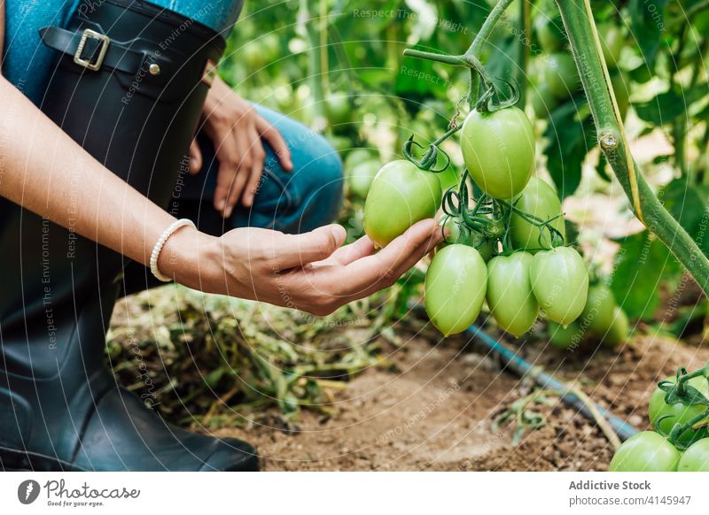 Thoughtful female gardener touching bundle with green tomatoes in hothouse cultivate horticulture squat idyllic thoughtful bright horticulturist gardening