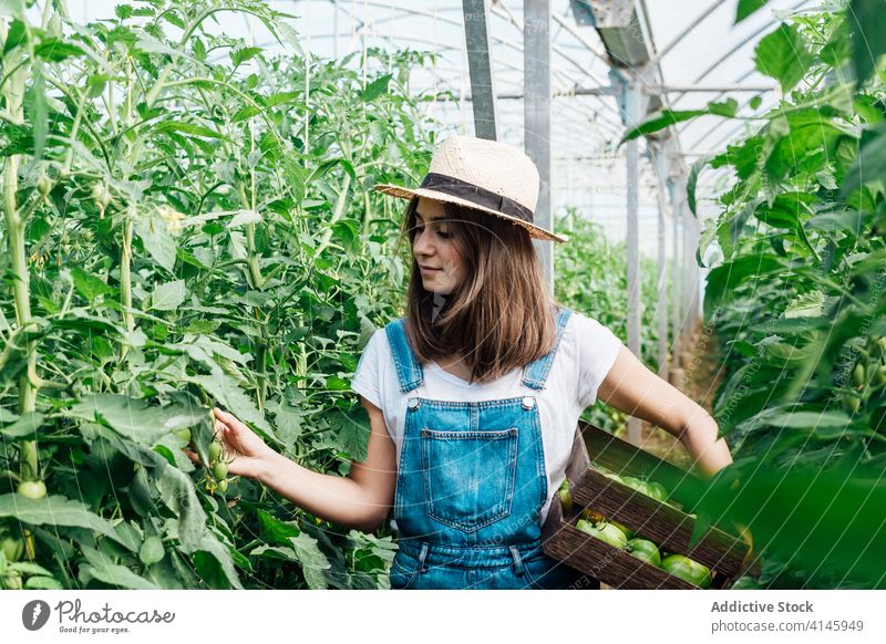 Female gardener collecting green tomatoes in hothouse in summer horticulturist pick box harvest gardening horticulture overgrown greenhouse cultivate season