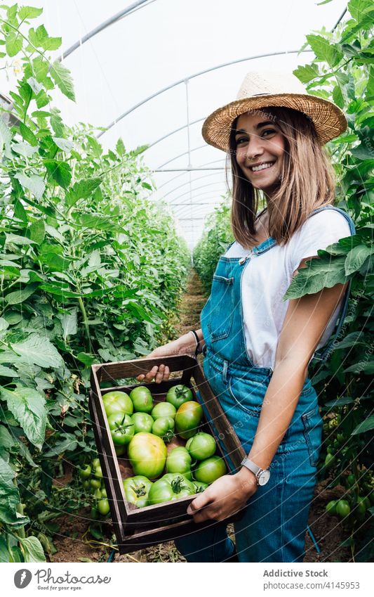 Female gardener collecting green tomatoes in hothouse in summer horticulturist pick box harvest gardening horticulture overgrown greenhouse cultivate season
