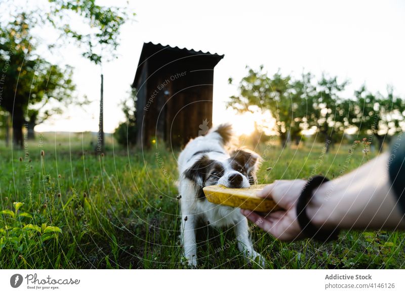 Crop person playing with dog frisbee field summer sun border collie having fun pet playful animal weekend sunset evening domestic canine friend nature rest