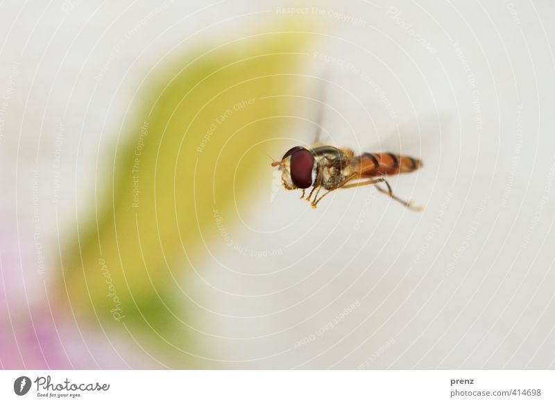 there she floats Environment Nature Animal Wild animal Fly 1 Brown Gray Hover fly Insect Floating Flying Colour photo Exterior shot Deserted Copy Space bottom