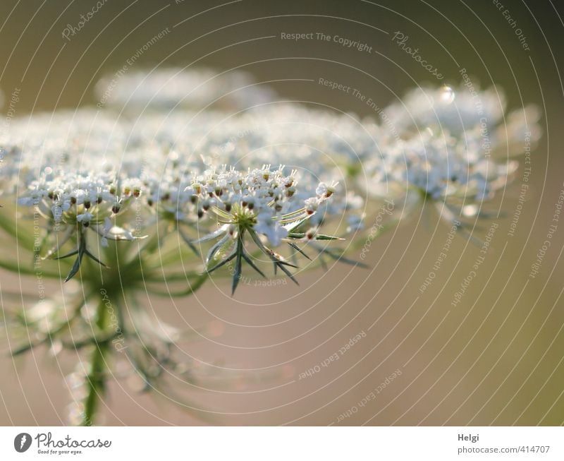 birthday flower... Environment Nature Plant Drops of water Summer Beautiful weather Flower Blossom Wild plant Meadow Blossoming Glittering Growth Esthetic Wet