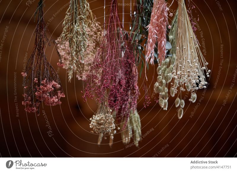Dried flowers hanging in building dry assorted bunch bouquet dried shabby house ceiling colorful old architecture tradition rustic design decor plant weathered