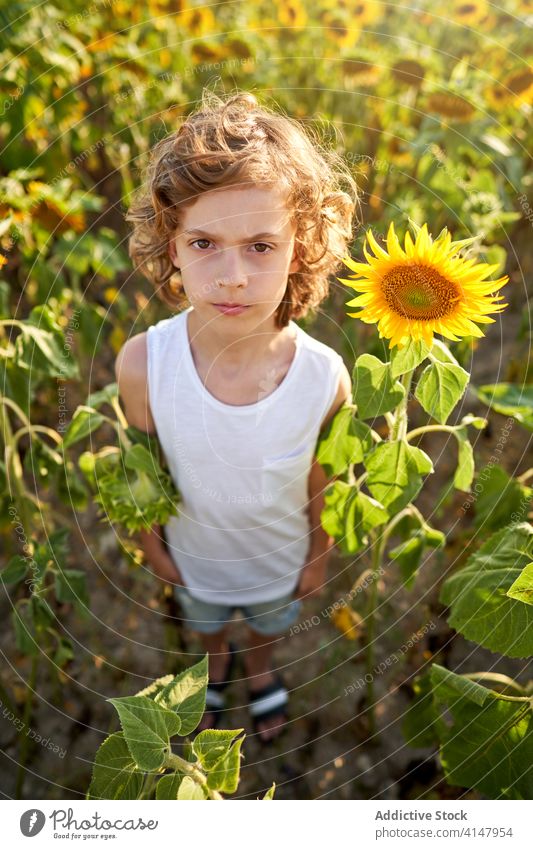Cute child in blooming sunflower field boy summer unemotional serious meadow blossom gaze preteen nature joy thoughtful countryside green yellow color kid vivid