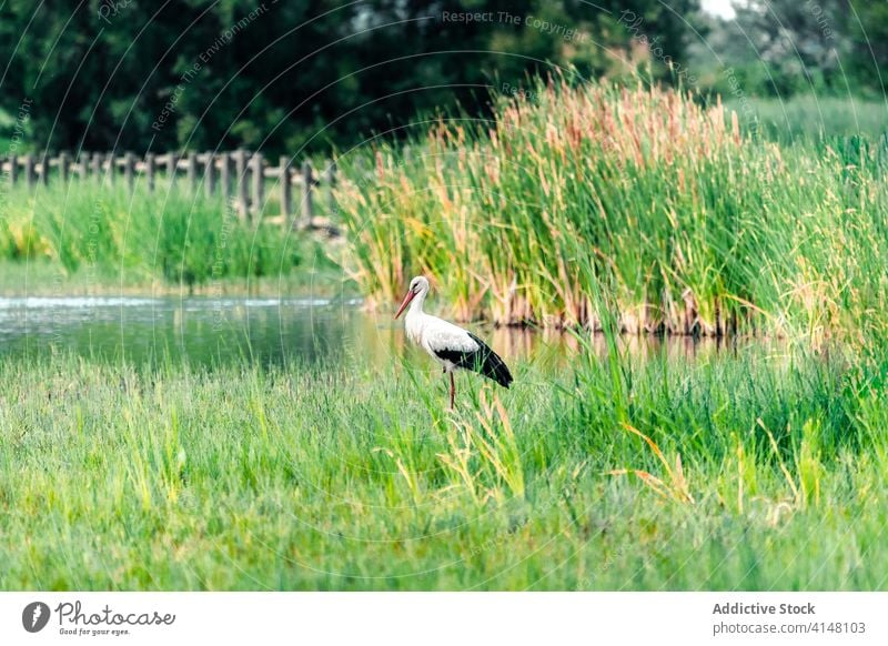 Stork in grass in wetland area stork swamp water bird natural stand catalonia spain summer meadow green humid plumage feather season calm tranquil animal