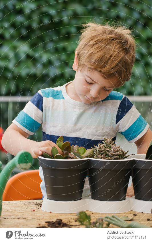 Boy planting cactus seedling in garden boy pot horticulture cultivate soil gardening hobby watering can harmony plastic trowel free time grower professional