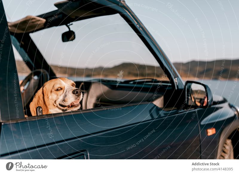 Adorable Hovawart admiring nature from inside car during trip dog contemplate tongue out lake mountain harmony idyllic pet hovawart breed canine friendly calm