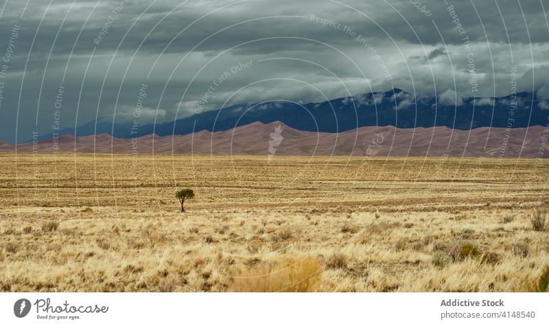 Lonely tree in dried field lonely mountain landscape dry scenic cloudy ridge alone usa united states america meadow green idyllic plant scenery nature stormy