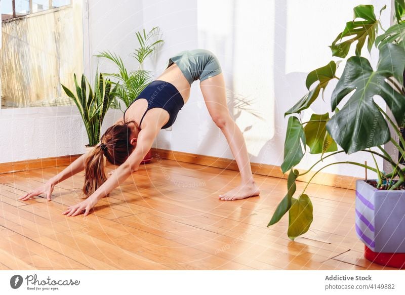 Tranquil woman doing yoga at home mindfulness wide legged forward bend Prasarita Padottanasana practice pose tranquil female harmony healthy cozy room peaceful