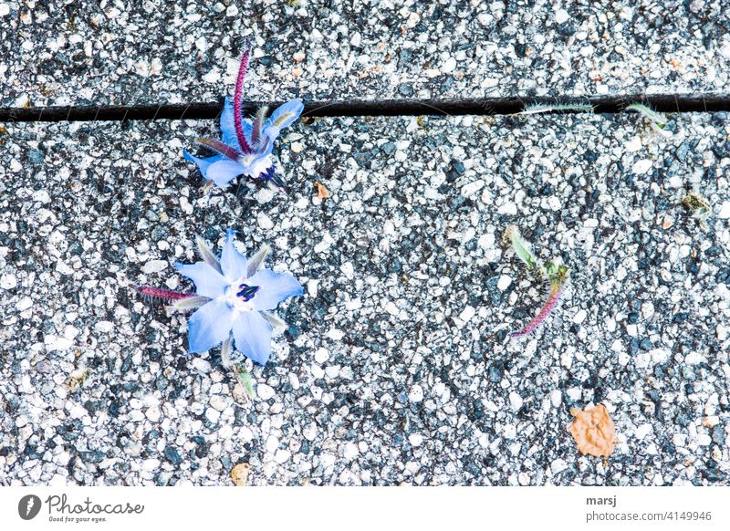 Breaks in life | Farewell and loss. Withered borage blossoms on washed concrete slabs. Sadness Grief Decline Transience Death Authentic Subdued colour Contrast