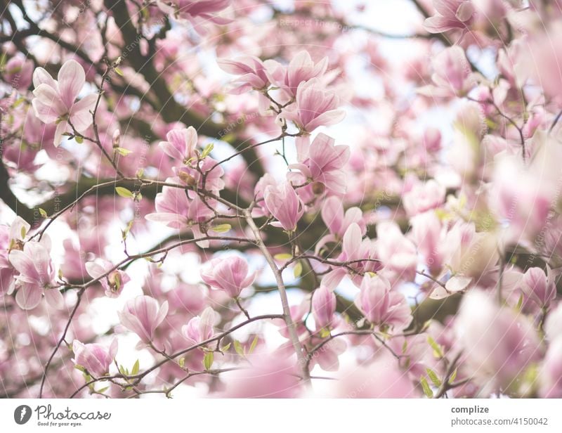 Delicate magnolia branches with flowers in springtime Growth Plant Background picture Wellness Tree pretty Nature naturally Fragrance Spa Flower Blossoming