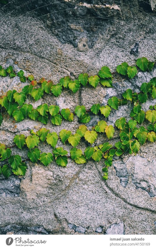 green plant leaves on the wall leaf green leaves green color green background garden floral nature natural foliage vegetation decorative decoration abstract