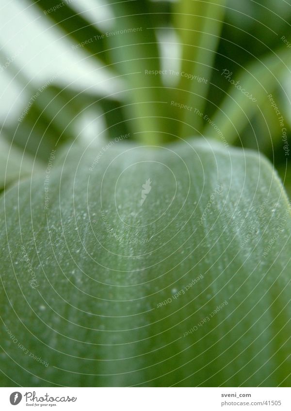 It's Summertime.... Palm tree Grass Green Close-up Leaf